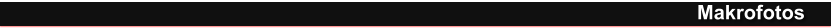 Makrofotos